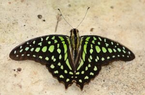 can i visit the key west butterfly and nature conservatory