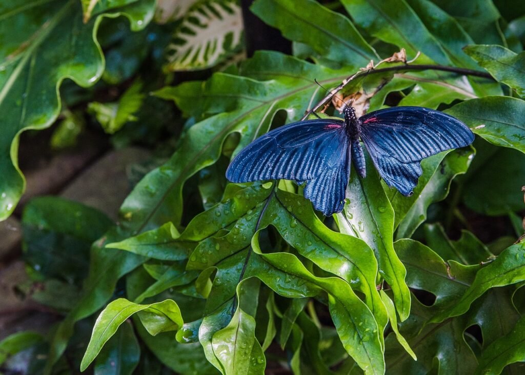 Can I Visit The Key West Butterfly And Nature Conservatory?