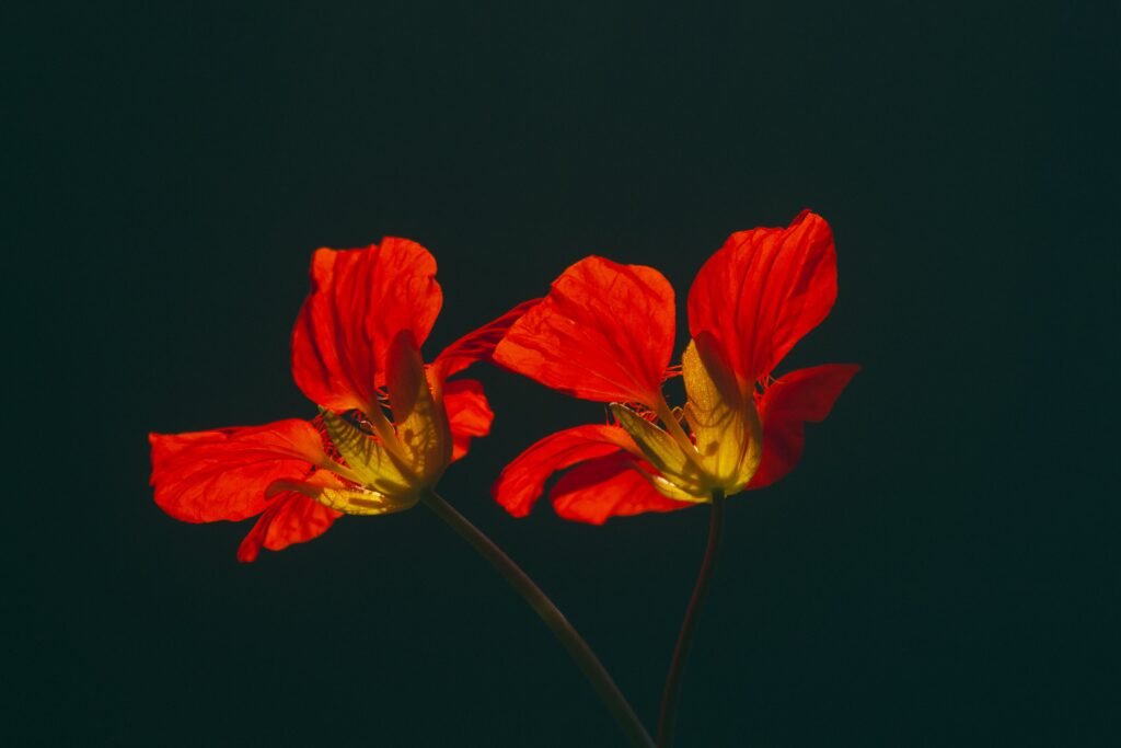 How Is The Key West Garden Club?